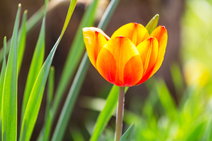 Tulpenblüte in Holland