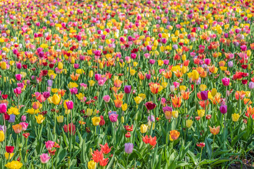 Buntes Tulpenfeld