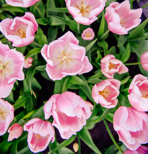 Rosa Tulpen, mal von oben betrachtet