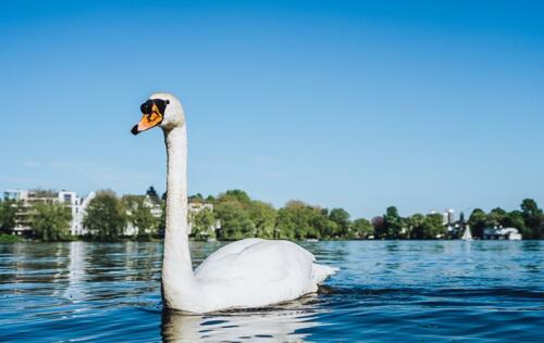 schwan-auf-der-alster